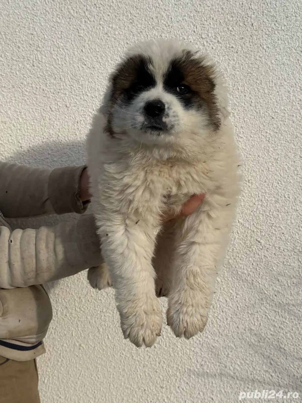 Catel ciobanesc de bucovina 