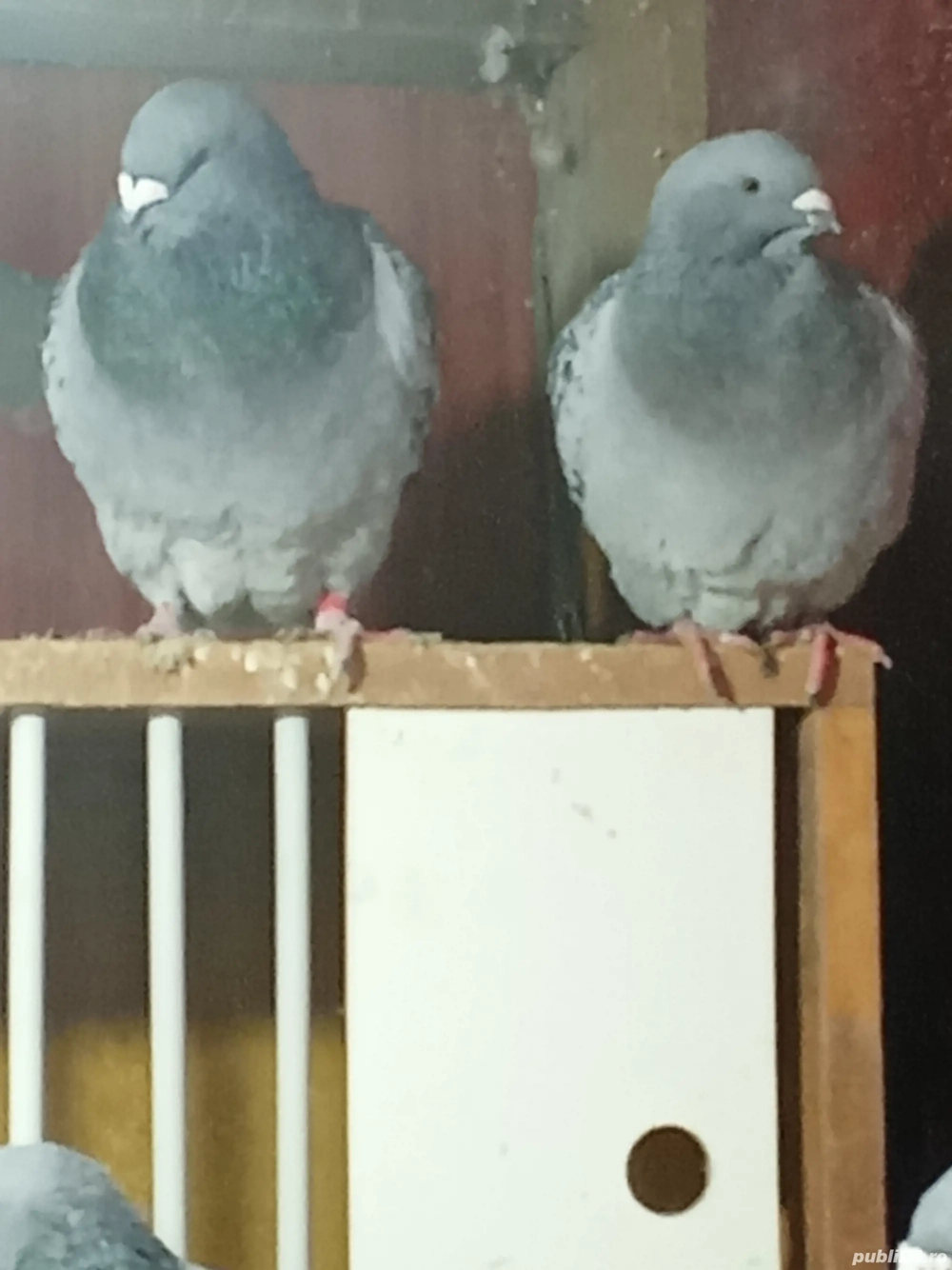 Porumbei voiajori standard și Plonjorii de Adana caută casă nouă.