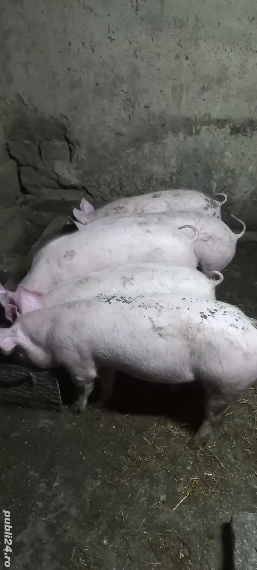 Vând Purcei Rasa Marele Alb x Pietrain 35 - 40 kg Comuna Lița o733345270