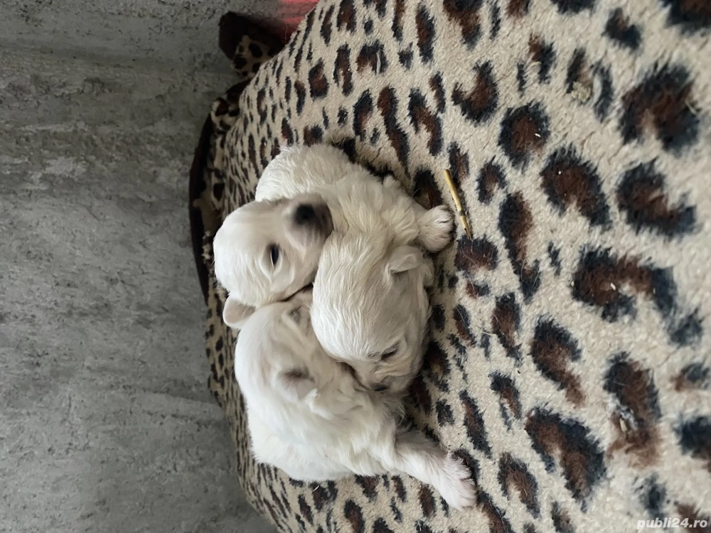 Bichon maltez talie mica