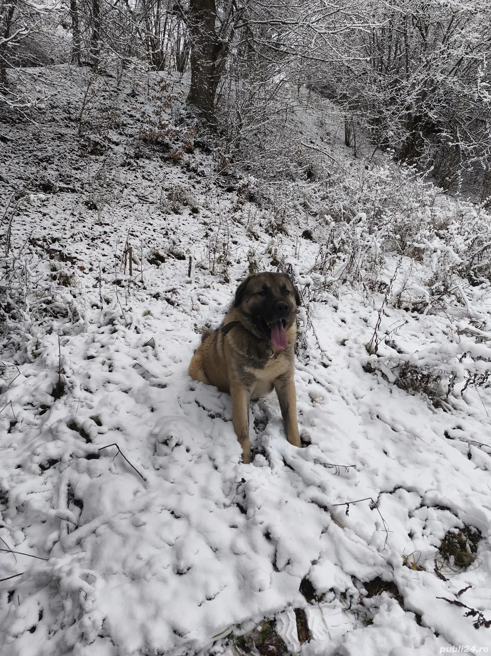 vind ciobănesc cangal