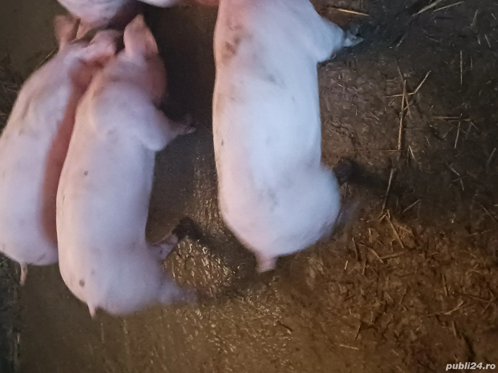 Purcei pietrean  alb