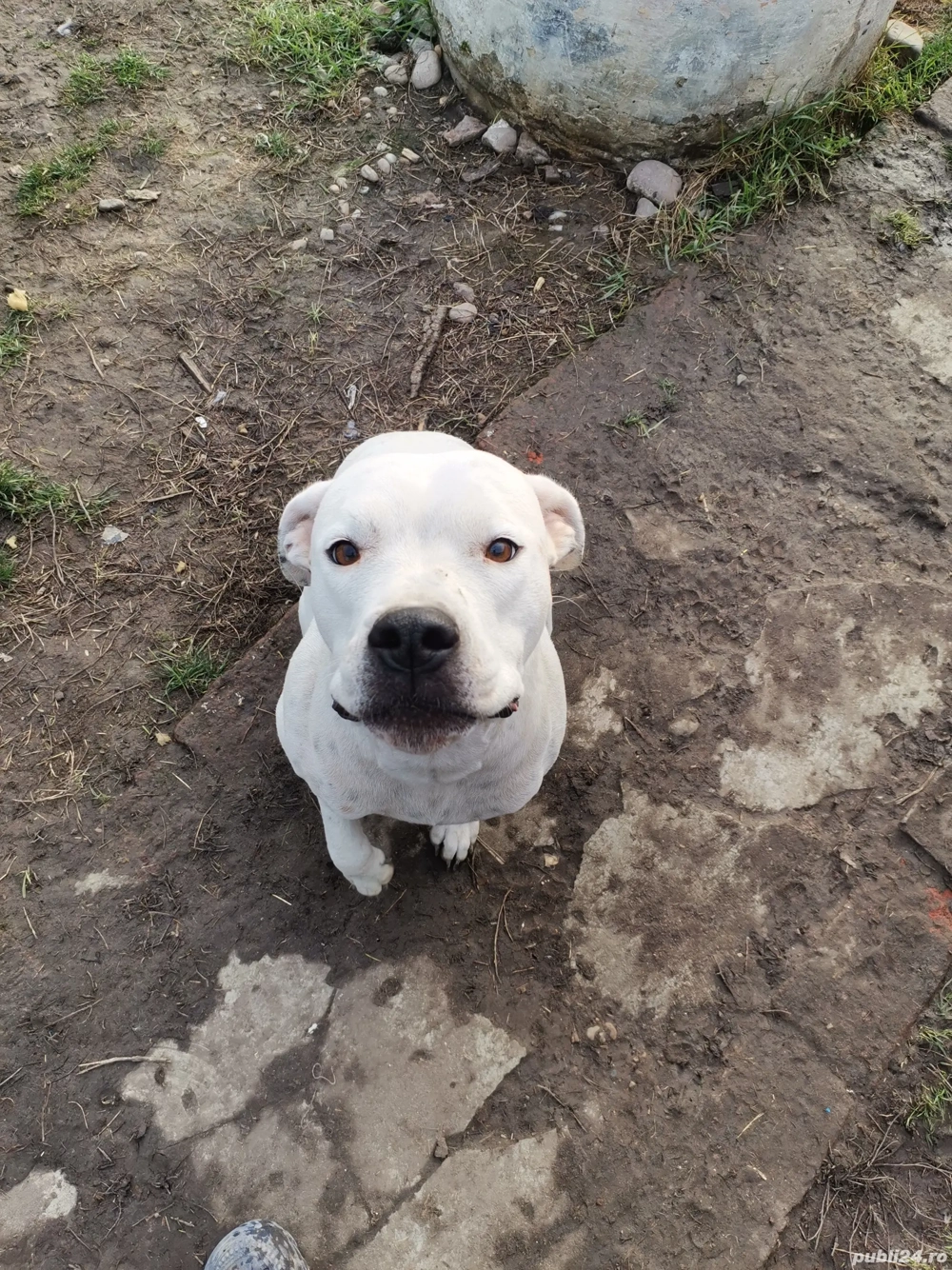 ofer spre adopție dog argentinian