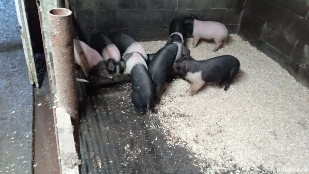 Disponibili purcei si soldani