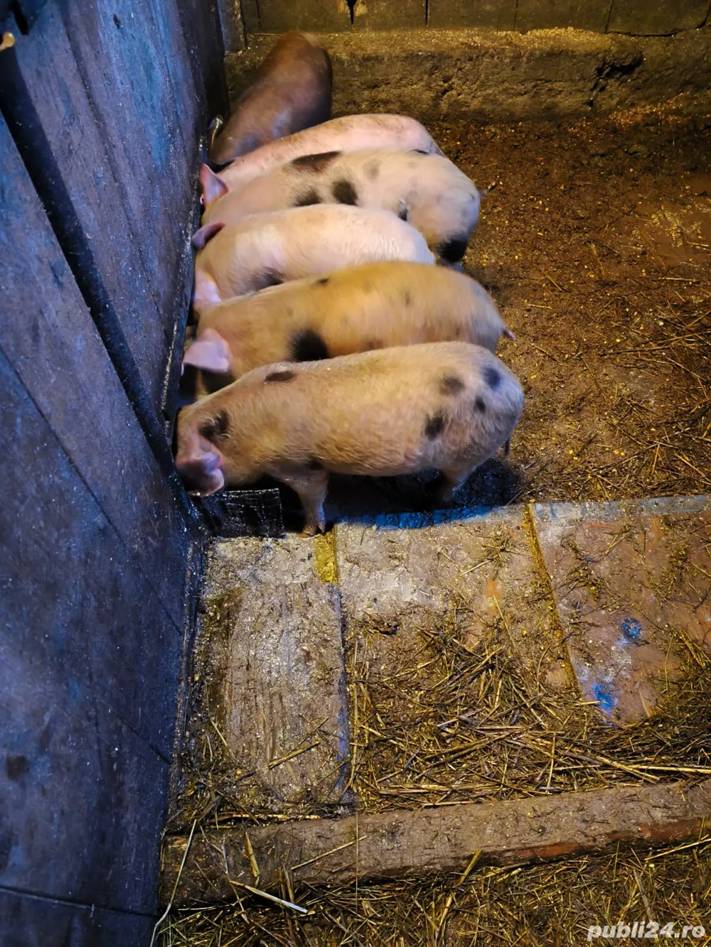 Vând purcei de 9 săptămâni 