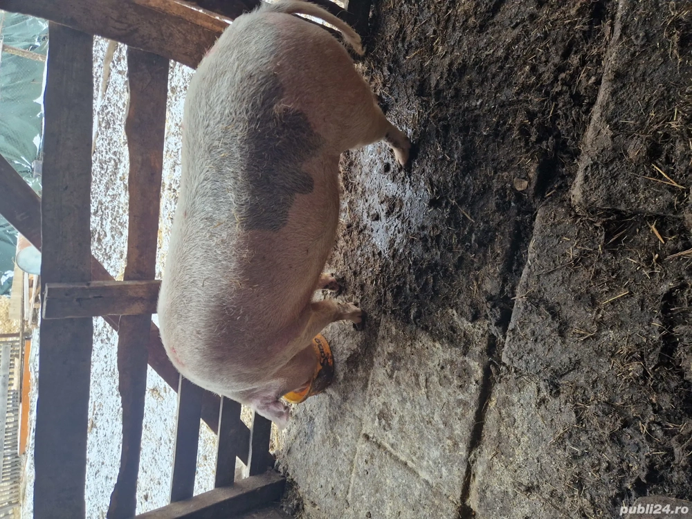 Vând scroafa ,o fătat doar o data ,mai multe detalii la telefon 