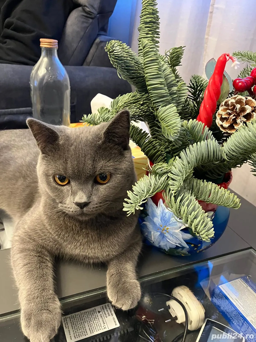 Motan albastru de rusia