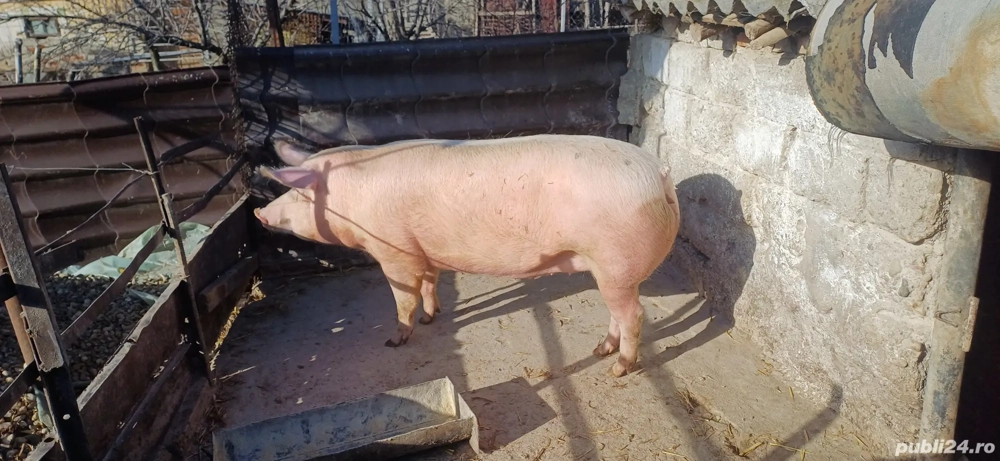 Porc de vanzare, Ratesti Argeș 
