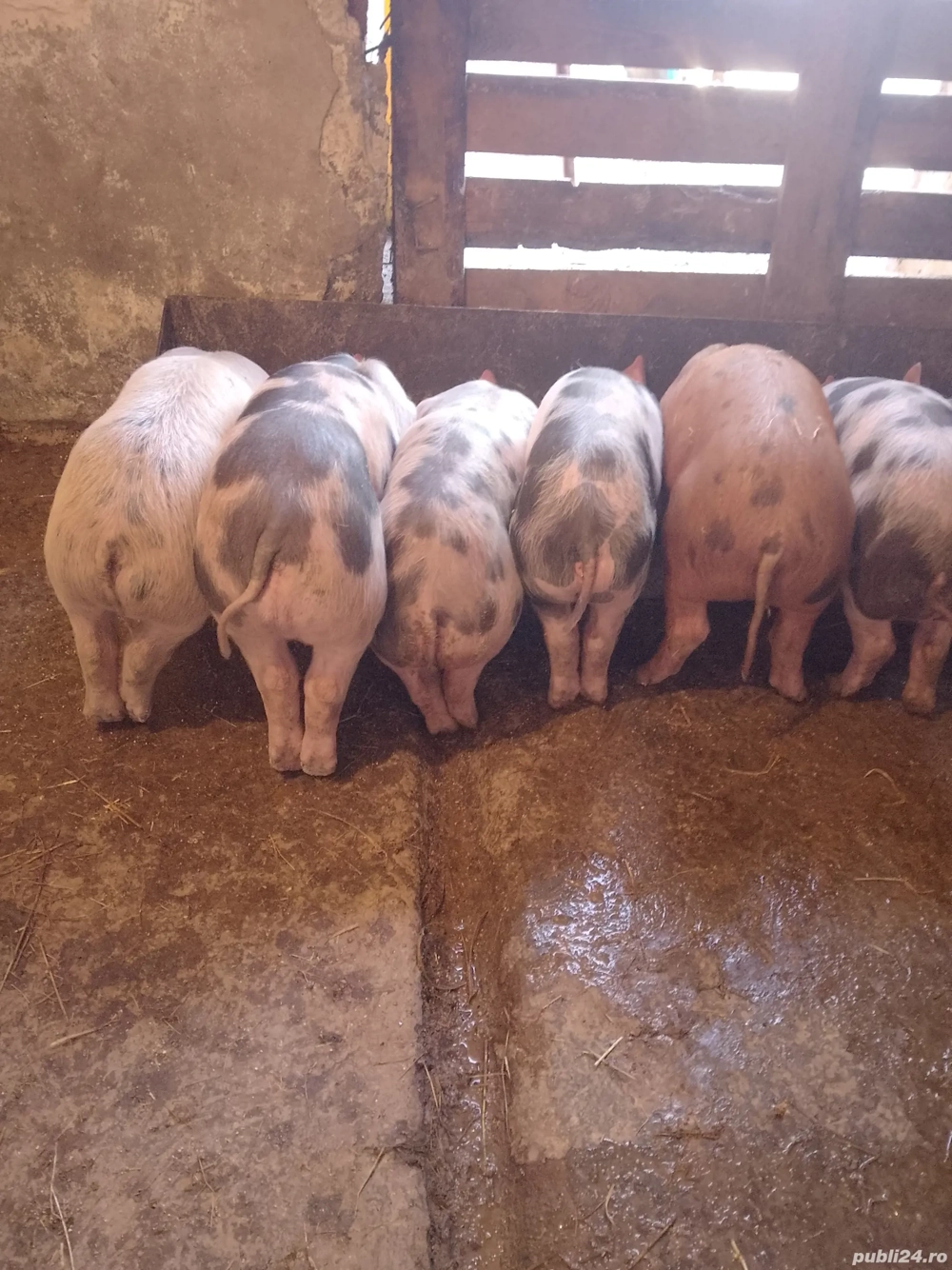 Purcei Pietrain înțărcați 