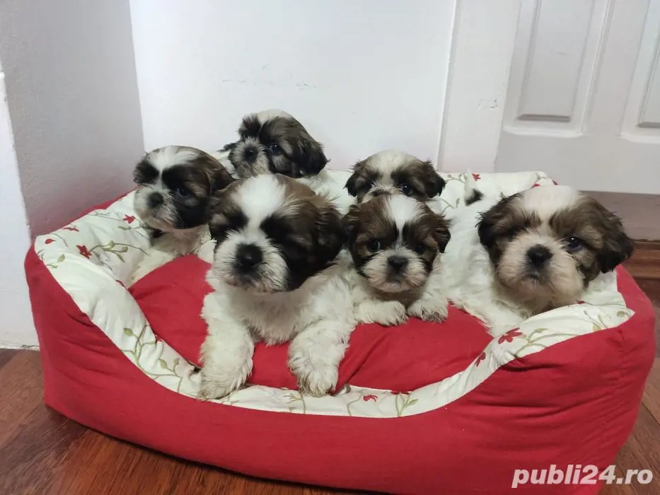 Shihtzu     