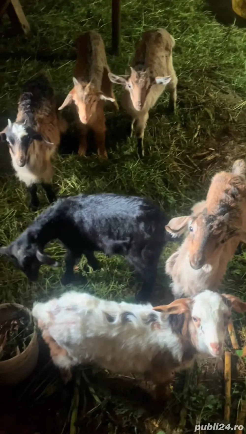 vând capre gestante 