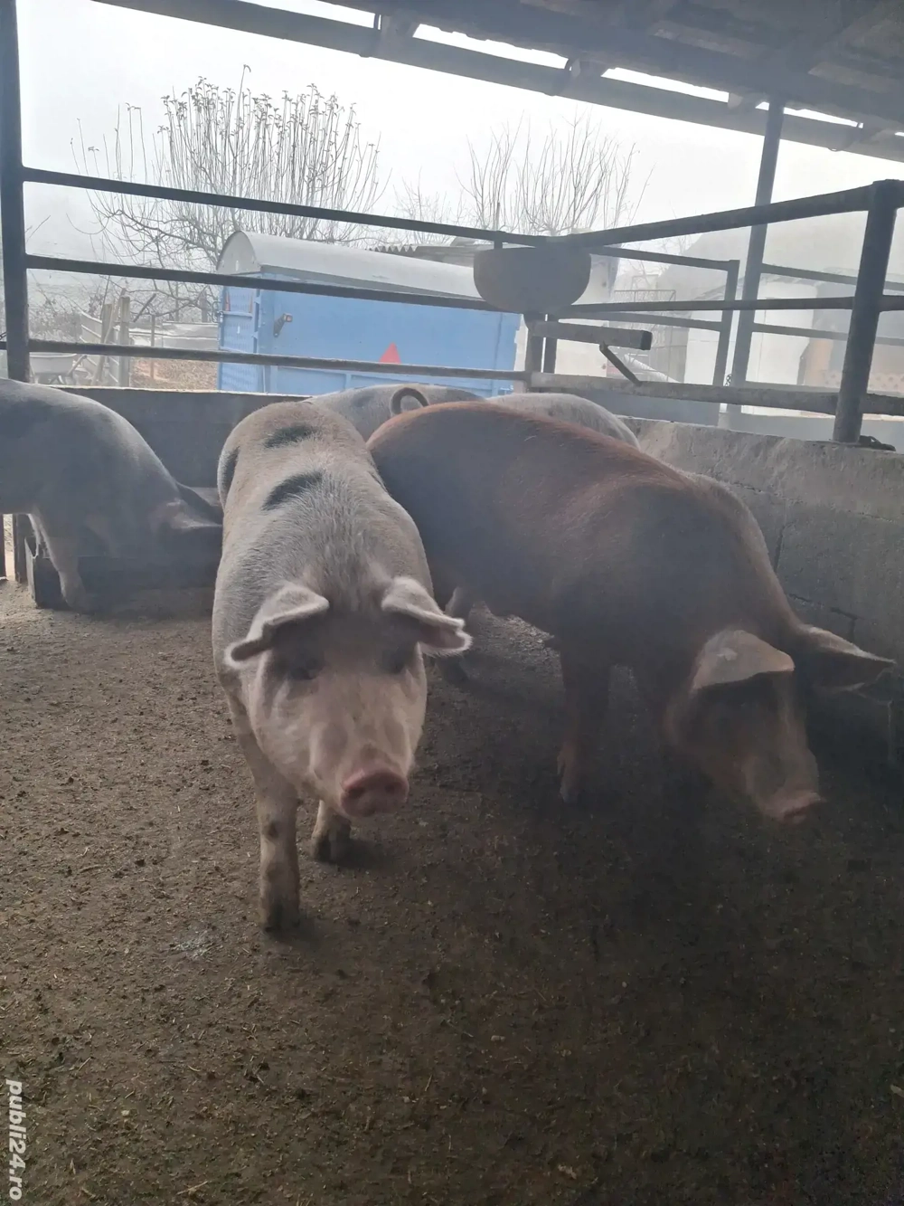 de vânzare 5 masculi 75...115 kg rasă duroc și petrean ofer transport 