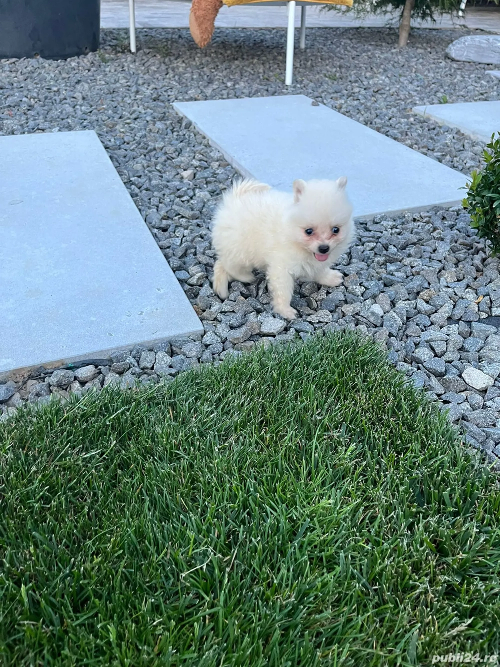 pomeranian Alb toy !!!