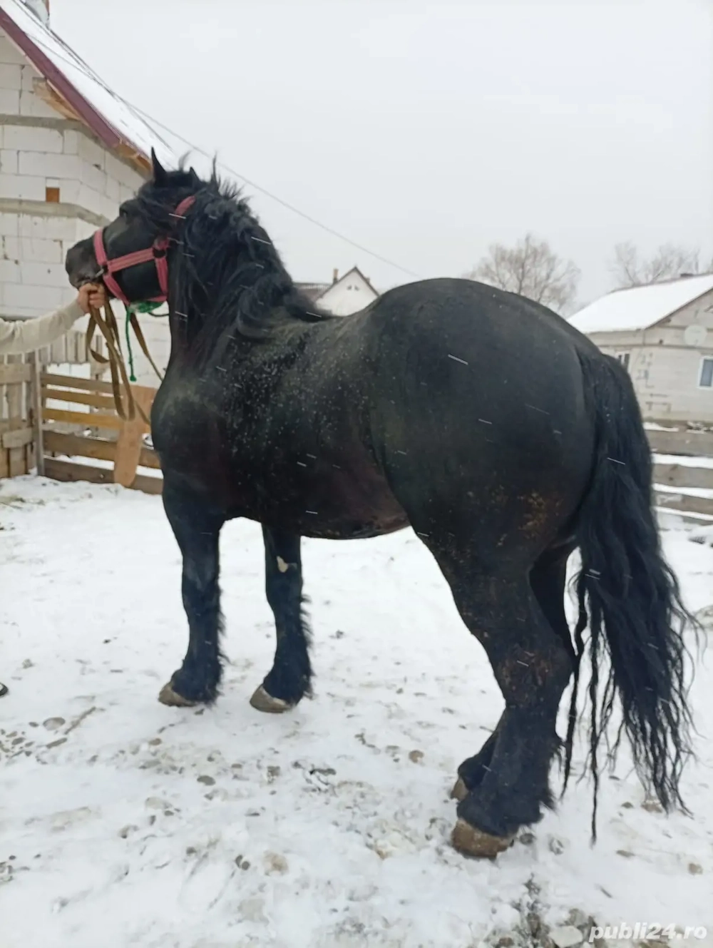 vand cal 3 ani jumate 