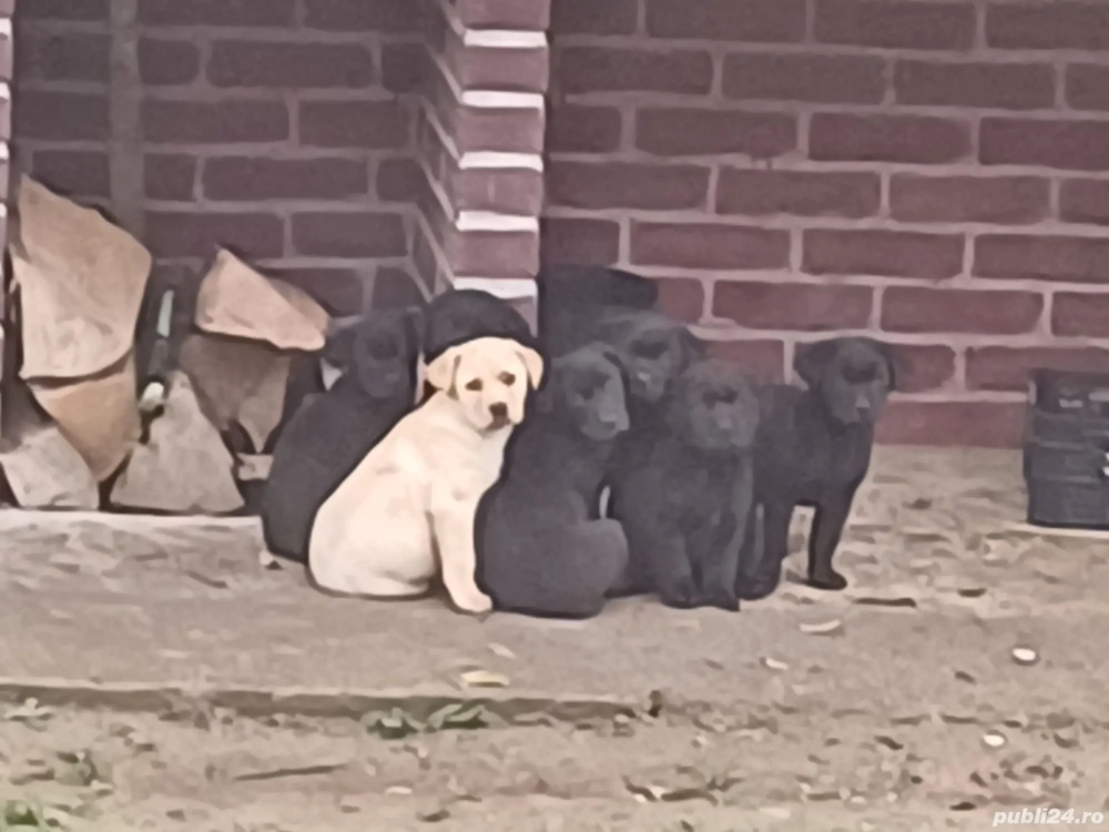 Pui de labrador de vanzare