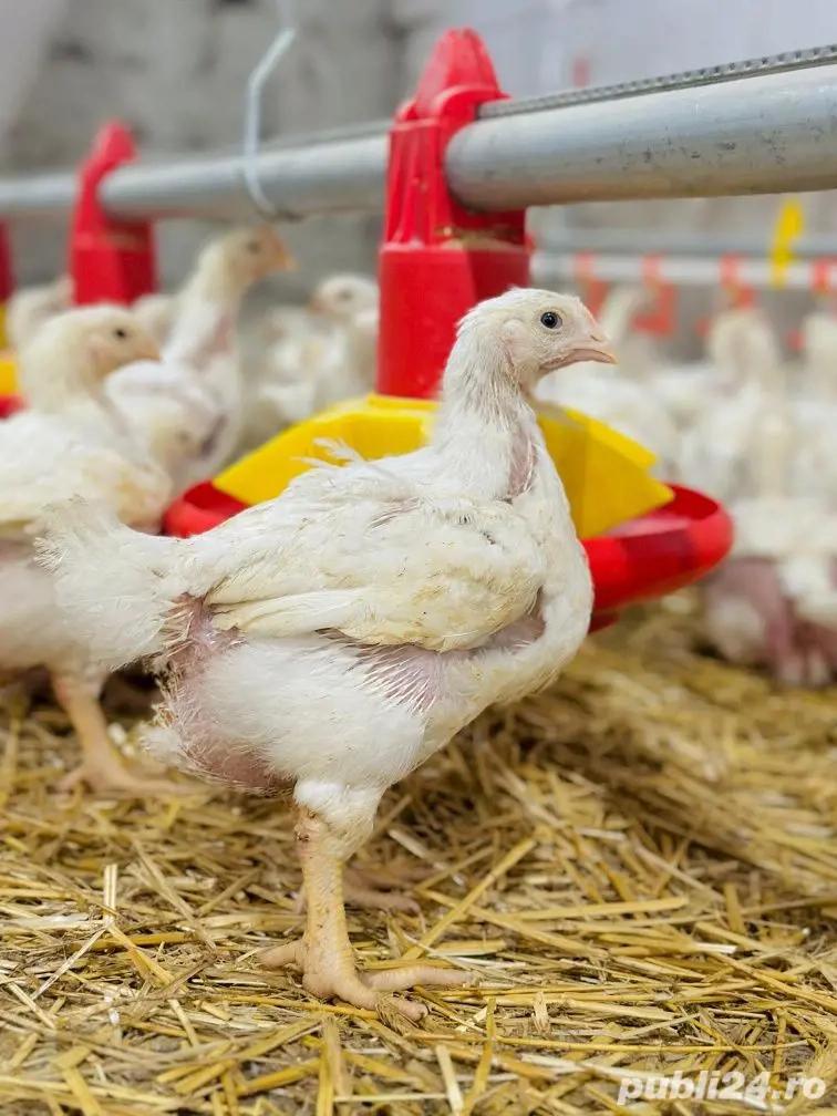 Puii de carne broiler 