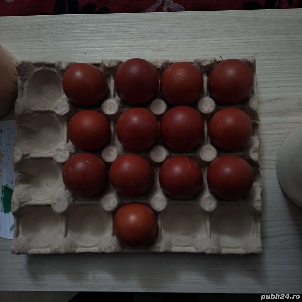 Marans oua de incubat