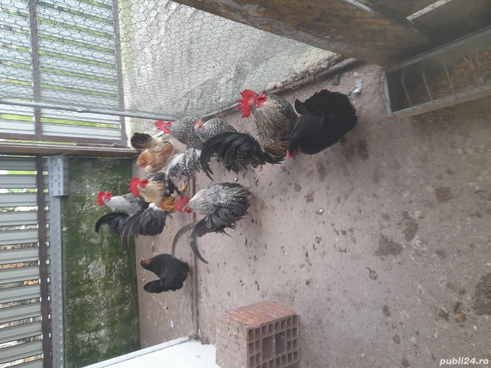 De vânzare gainuse pitice chabo 