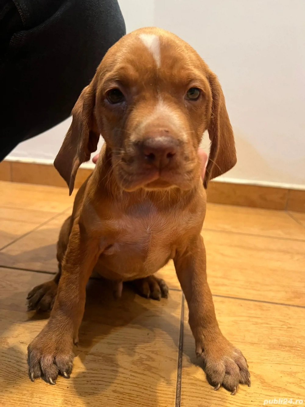 Vizsla maghiară 