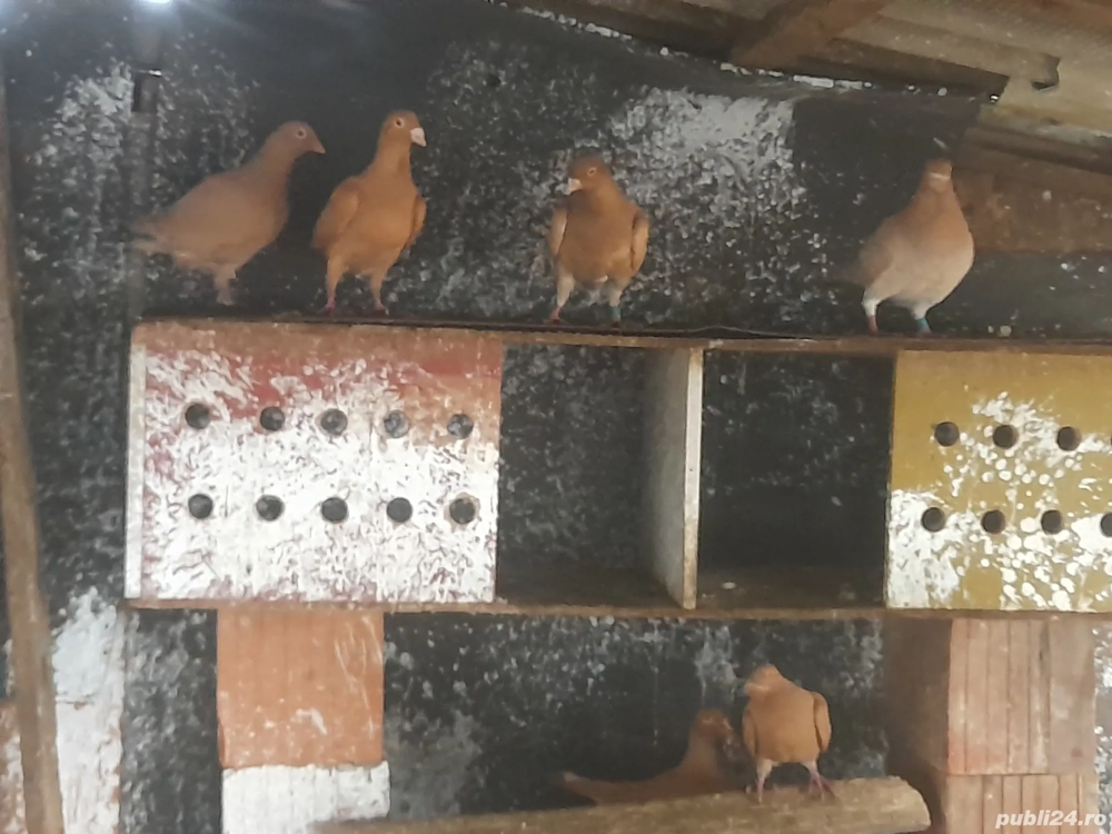 De vânzare voiajori albi și galbeni 