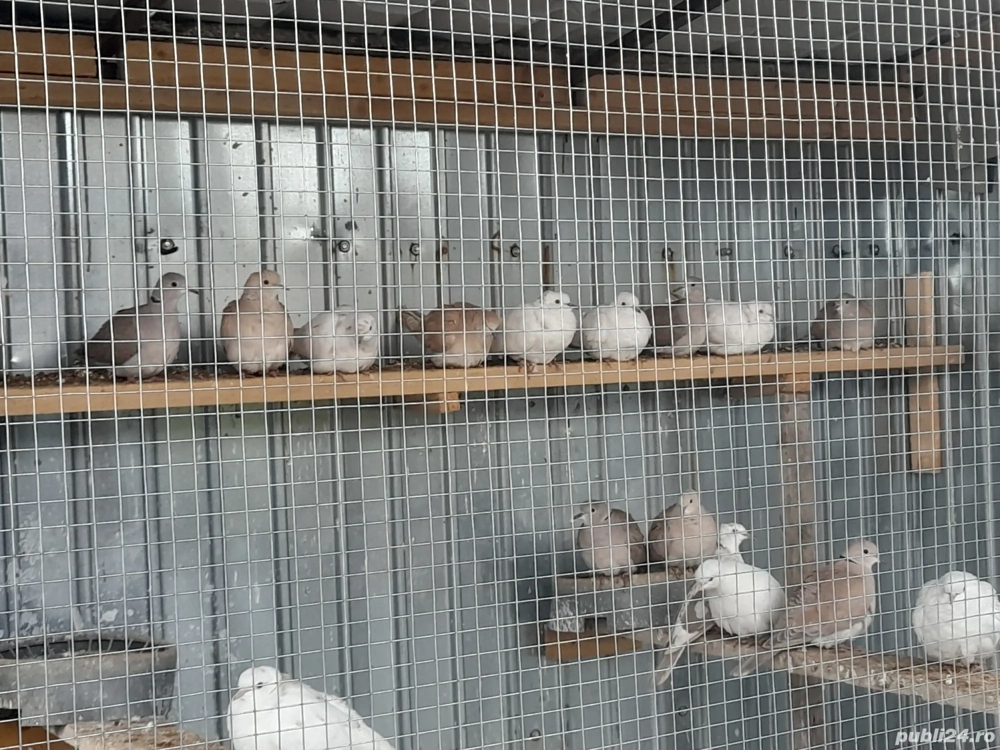 De vânzare turturici răzătoare 