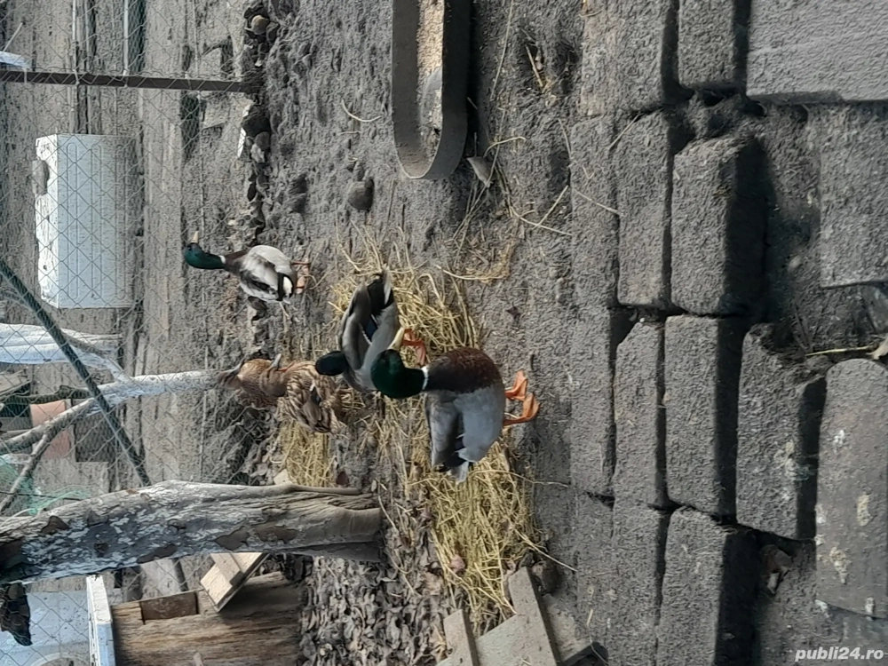 De vânzare rate salbatice tinere 