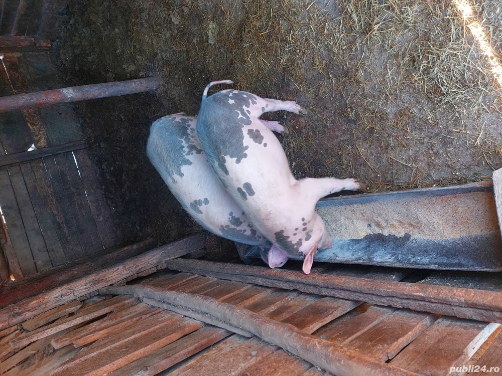    De Vanzare O Purcica 