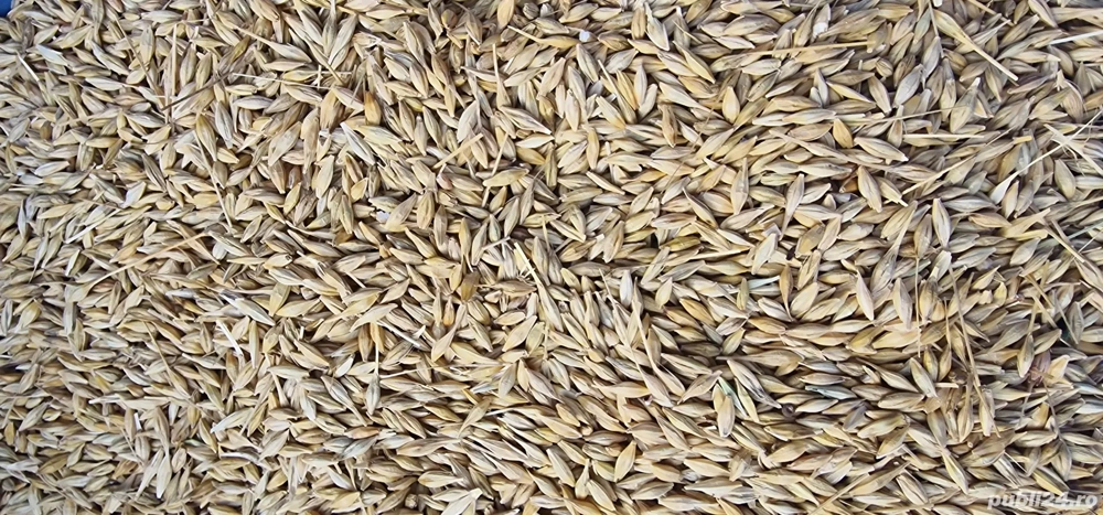 Vand orz productie an 2025