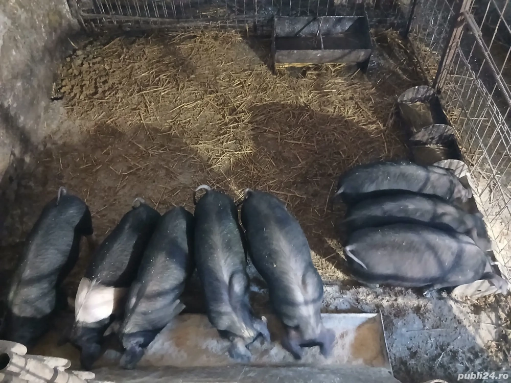 Purcei de vânzare ! 