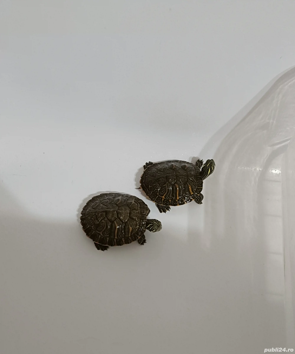 Broscuțe țestoase de acvariu 