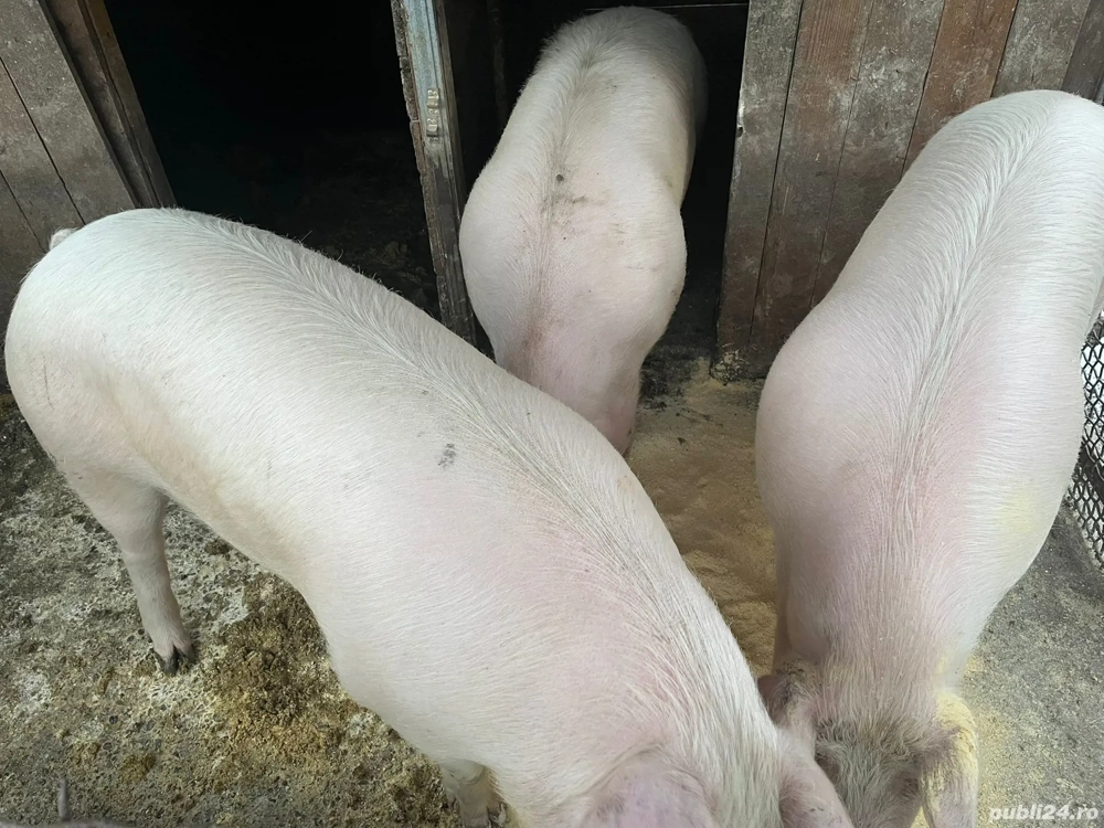 Vând porc 15 lei kg