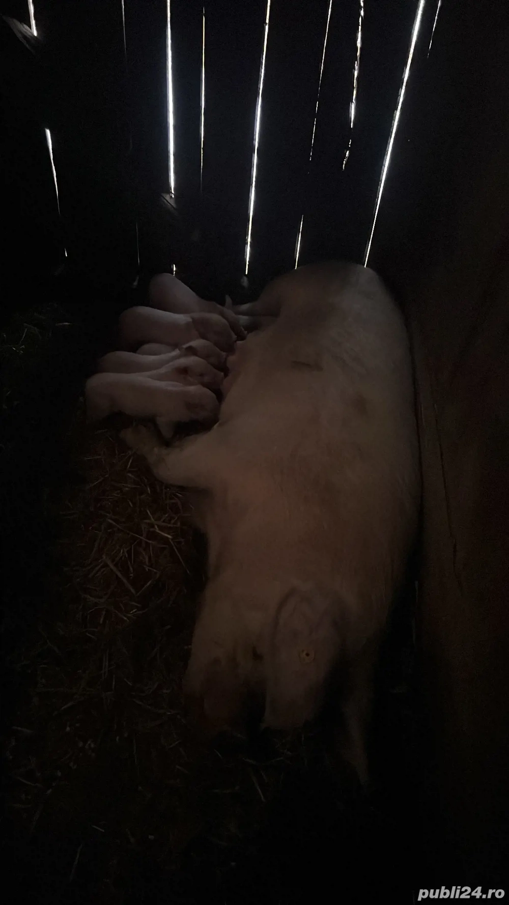 Vând scroafă cu 7 purcei 