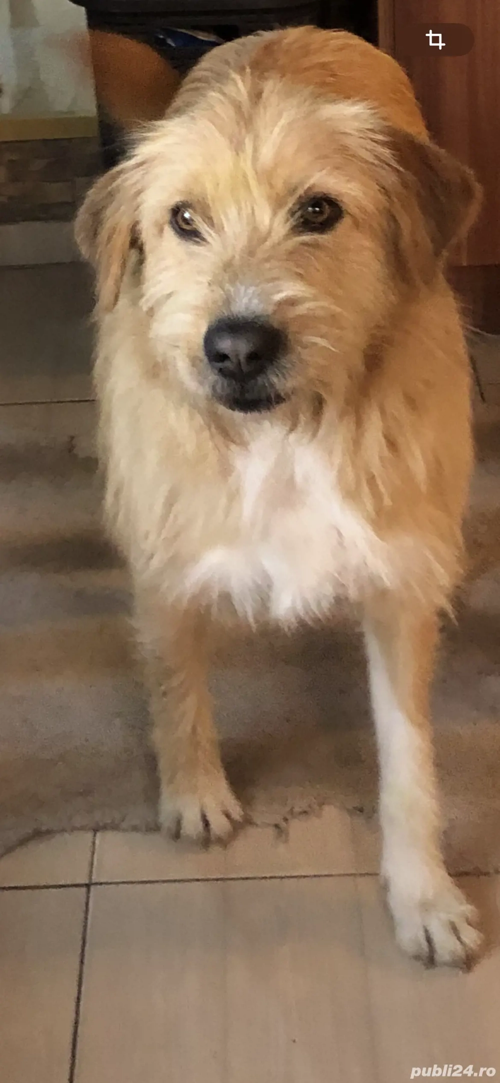 Donez femela maidanez