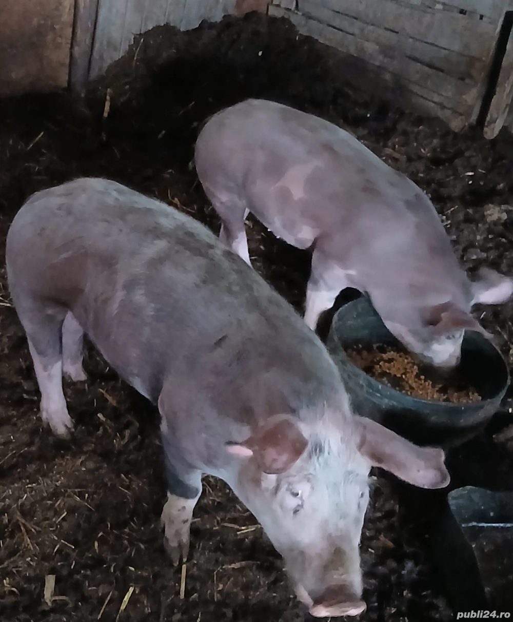 de vânzare o purcică și un porc 60 kg