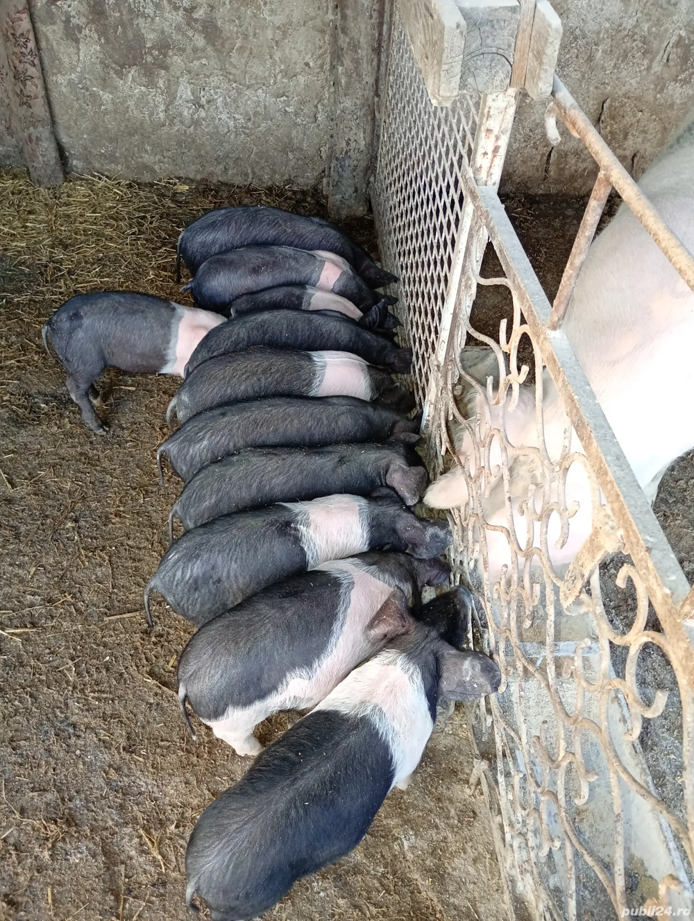 Vând purcei de 7 saptamani