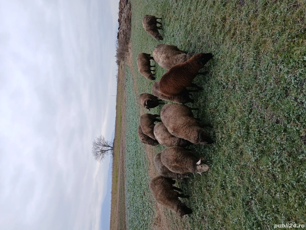 Vand berbecuti din primavara 