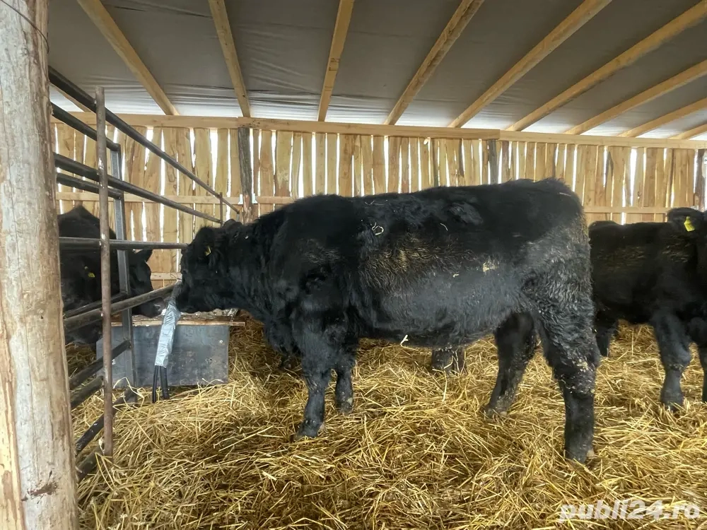 Taurasi Aberdeen Angus