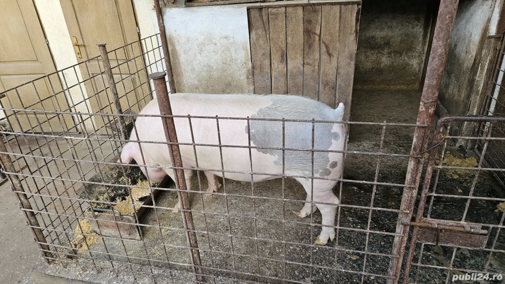 Porc de curte crescut BIO 220 kg