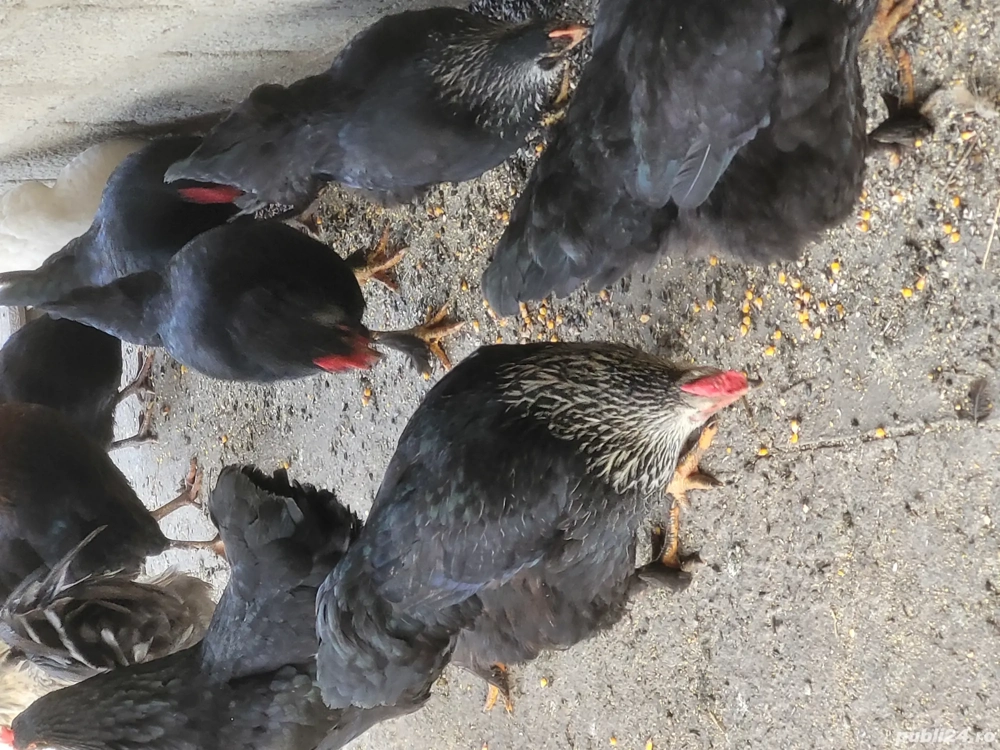 De vânzare găini de țară 