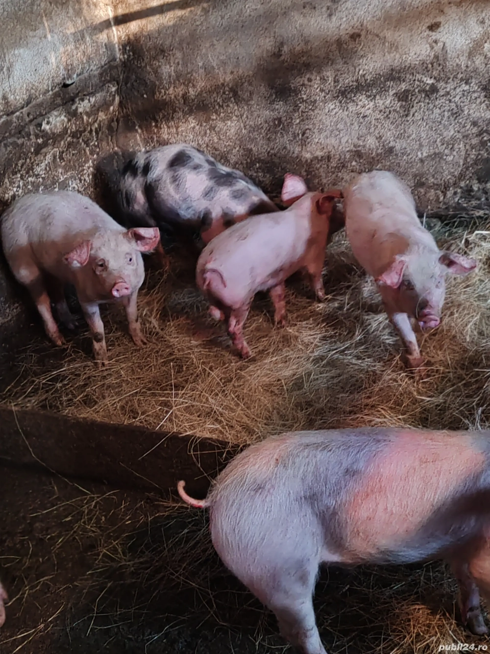 Purcei de vânzare 