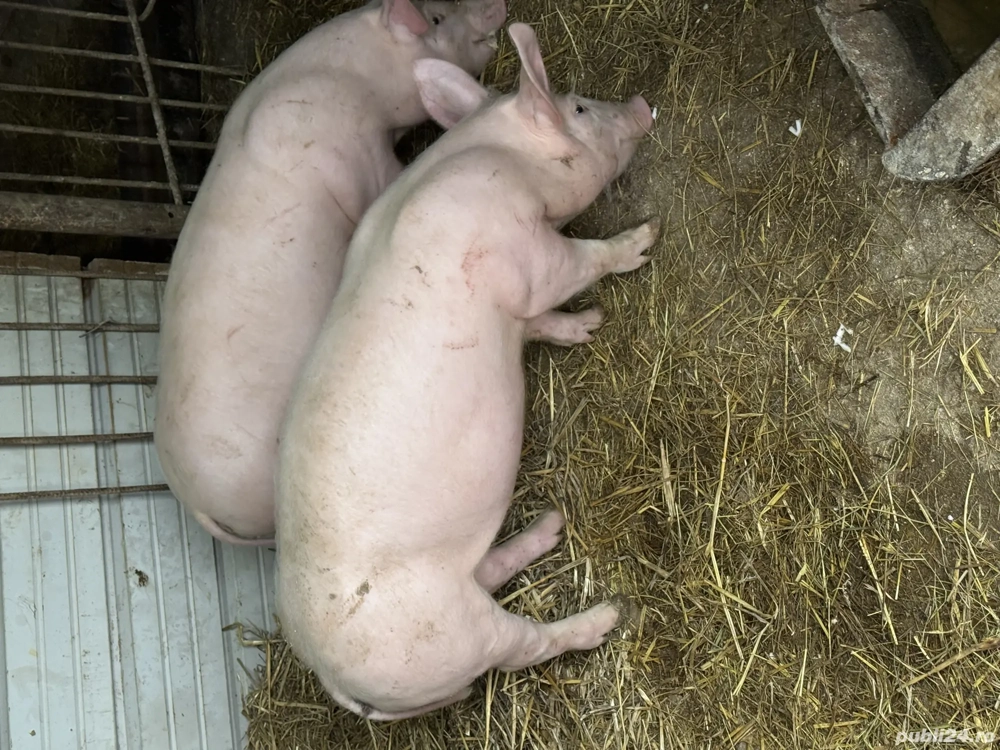 Purcei soldani de 11 saptamani 