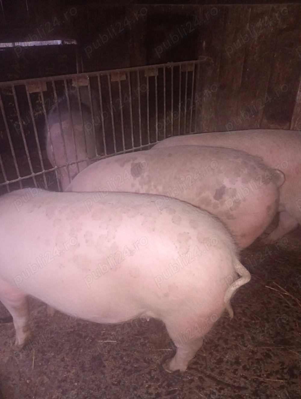 Porci de tăiat,purcea,mascuri