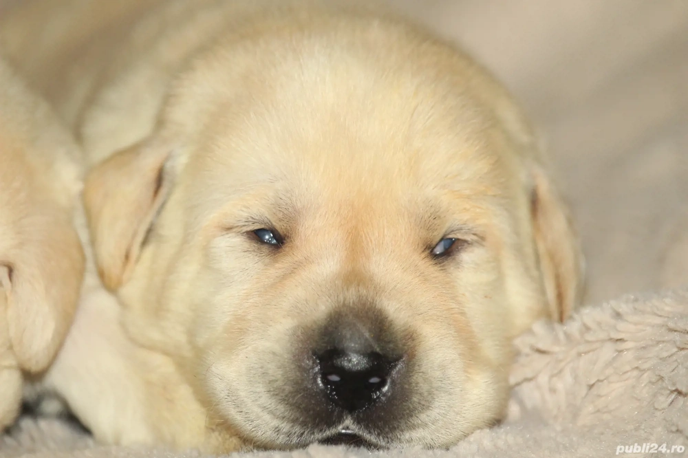 catei labrador calitate deosebita