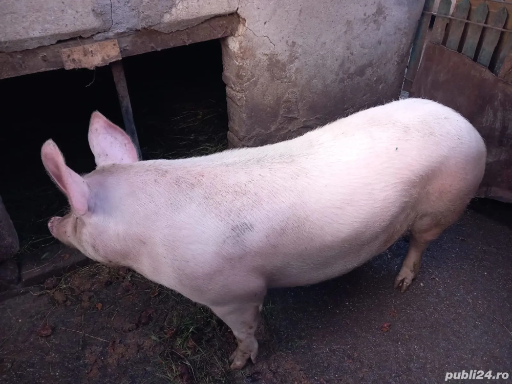 Porc de carne de vanzare