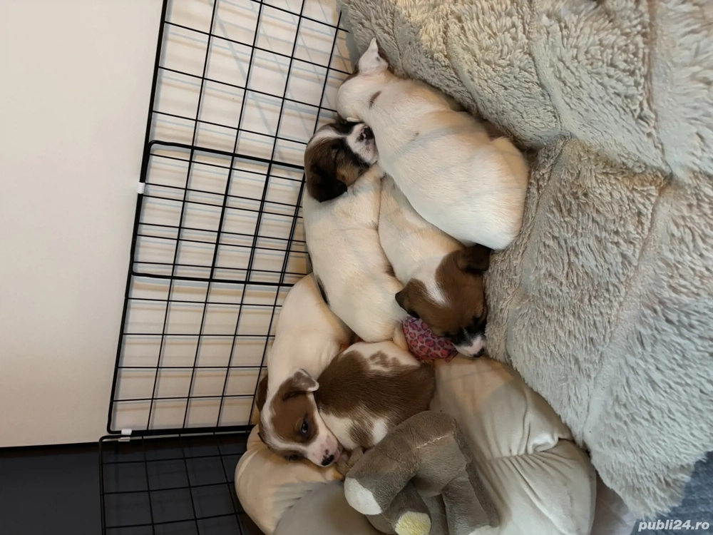 Jack Russel terrier pui 