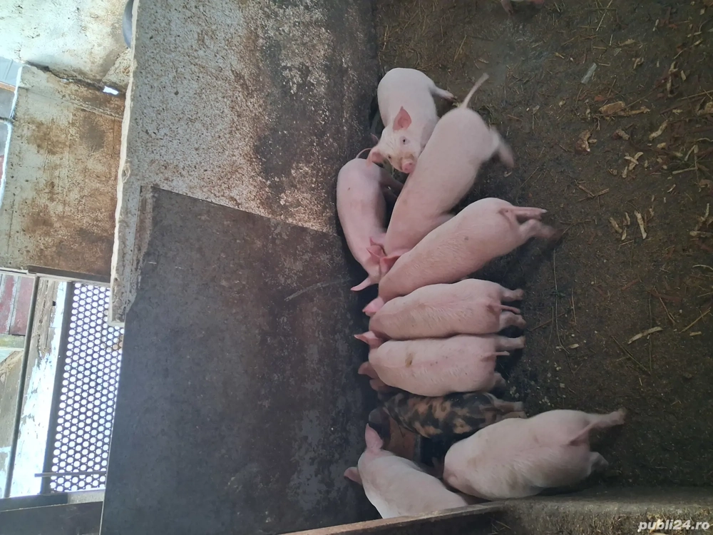 purceii de vânzare 