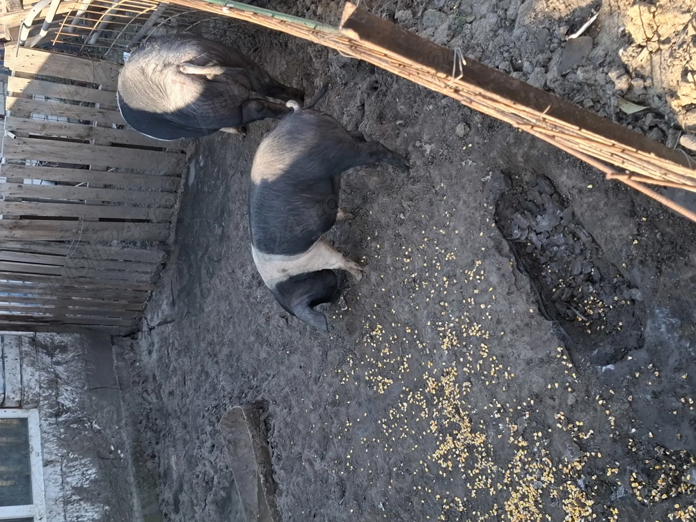 Purcei Bazna  porci mangalita metiș
