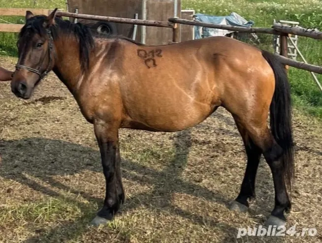 Iapă din rasa Huțul 