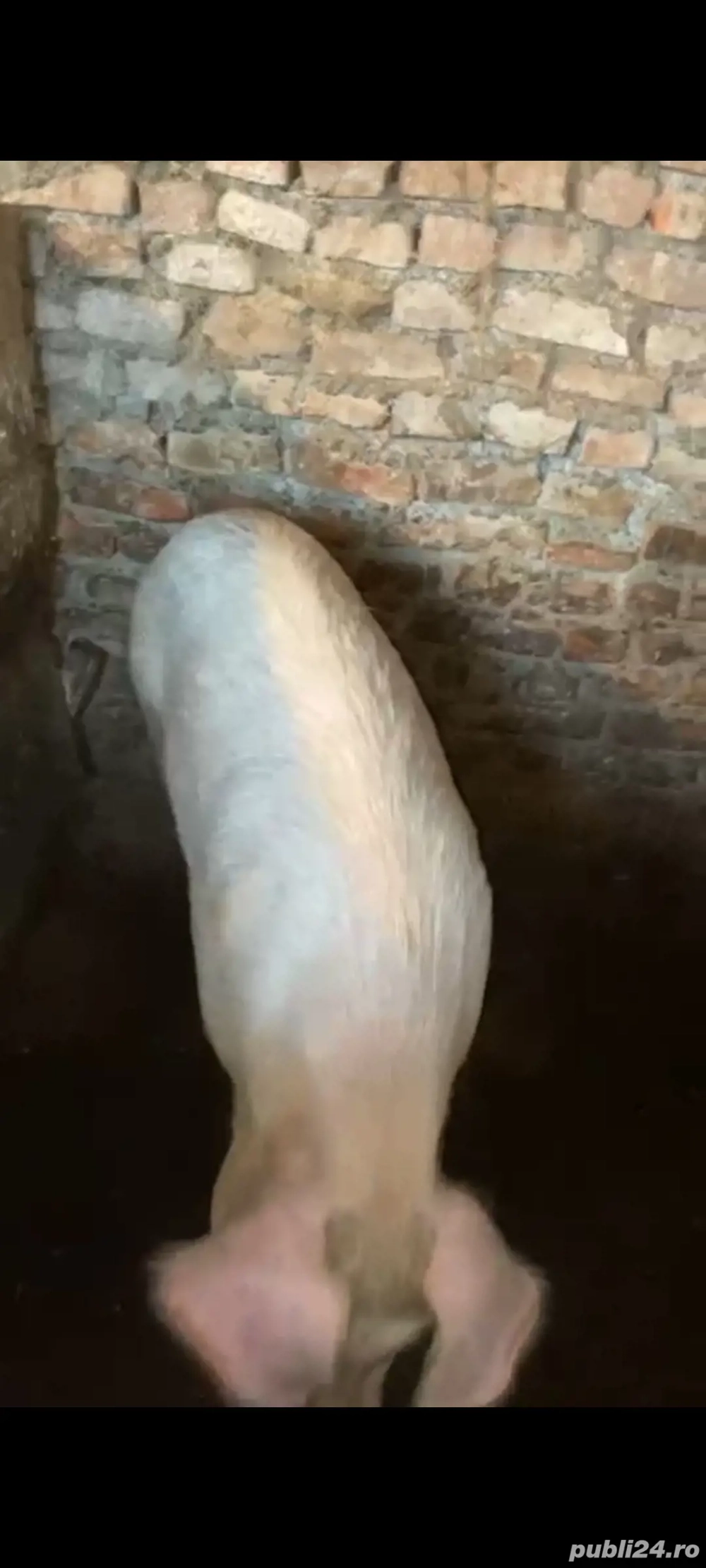 Porc  Scroafa cu 4 purcei