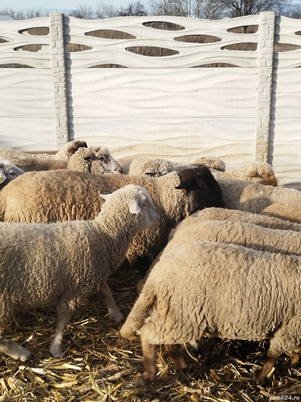 Oi de vînzare  cu miei